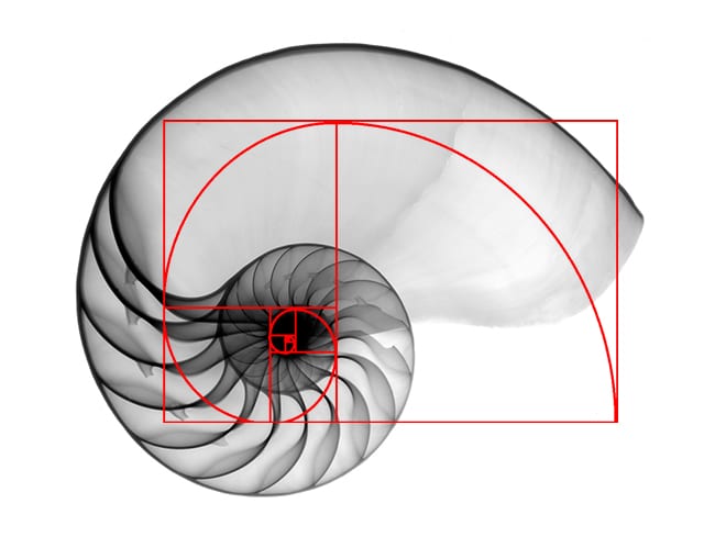 [Jeu] Association d'images - Page 10 Fibonacci-shell-with-overlay